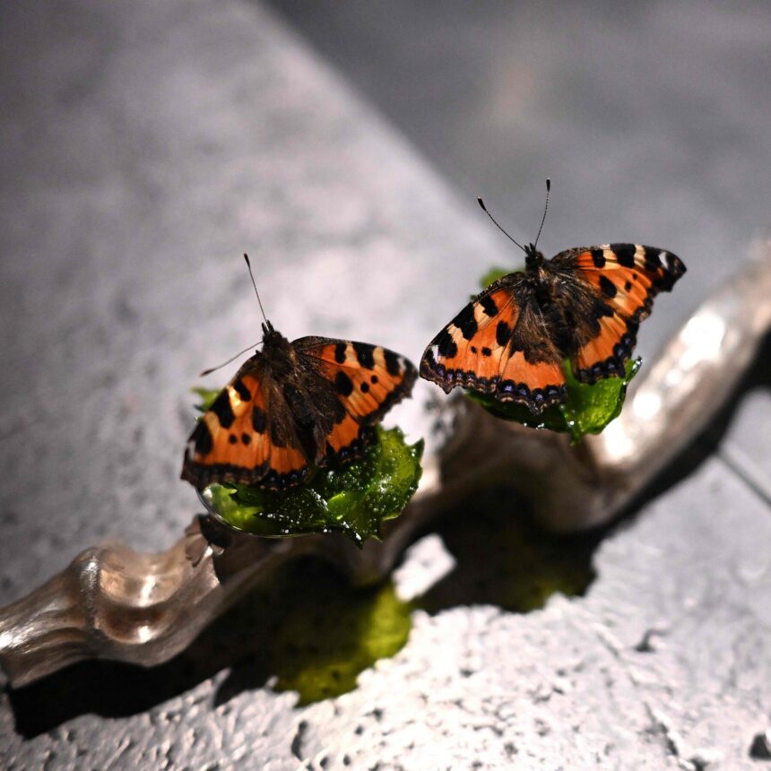 Can Food Be Art? Denmark Is Finding Out. Can Food Be Art? Denmark Is Finding Out.