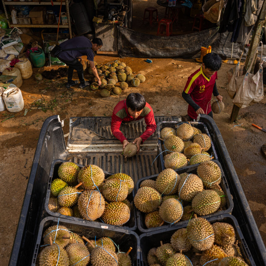 A Shift in Chinese Taste for Durian Throws Malaysian Farmers Into Turmoil