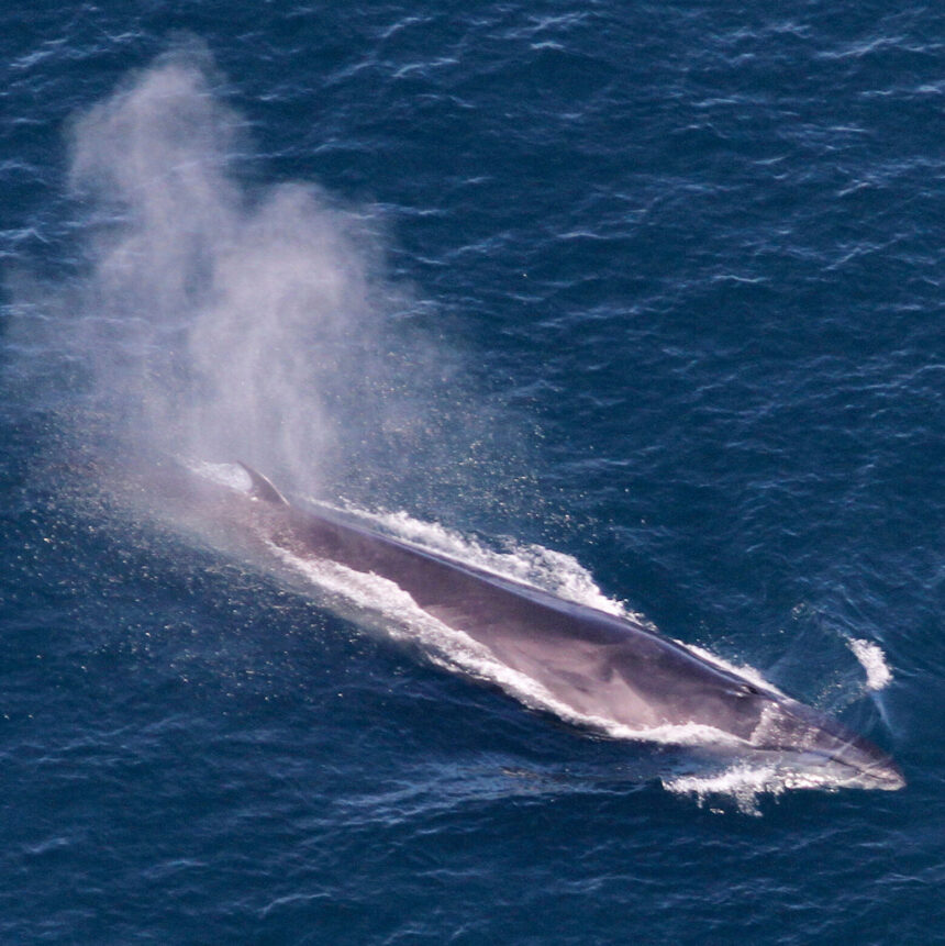 Trump Opens Marine National Monument in Atlantic to Commercial Fishing