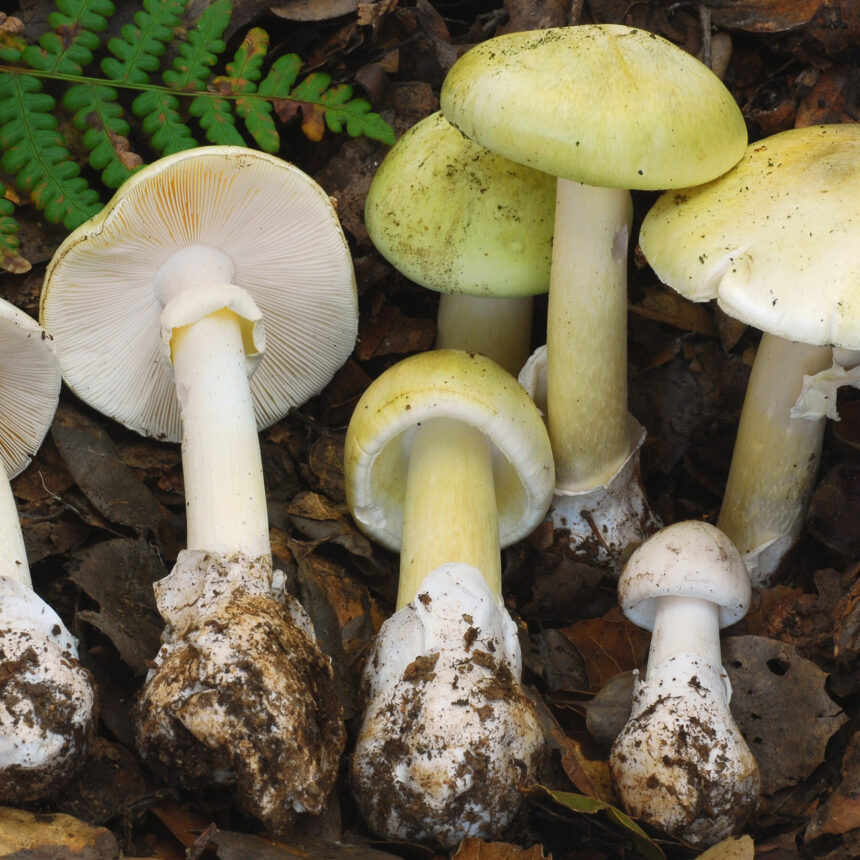 4 Dead in Mushroom Poisoning Outbreak in California 4 Dead in Mushroom Poisoning Outbreak in California