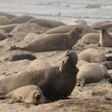 Bird Flu Strikes California Elephant Seals for the First Time